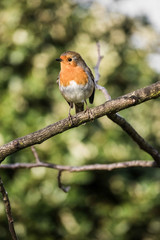 Fototapeta premium Robin
