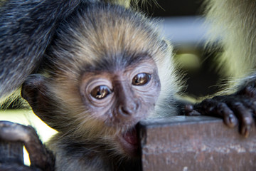 monkey of south east Asia and India