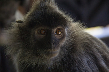 monkey life