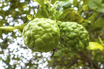 Bergamot in the garden