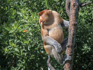 Probiscus Monkeys of Borneo