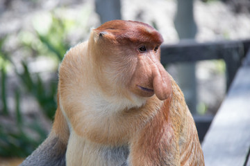 Probiscus Monkeys of Borneo