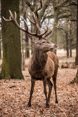 Red Deer