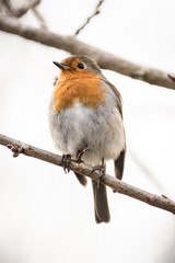 Robin