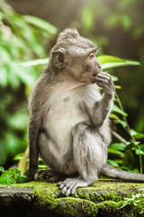 Beautiful view of a baby monkey eating food