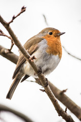 Robin