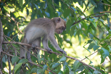 monkey of south east Asia and India