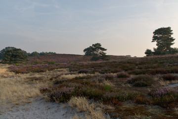 Sand and heather in Brunssummerheide, The Netherlands