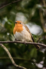 Robin