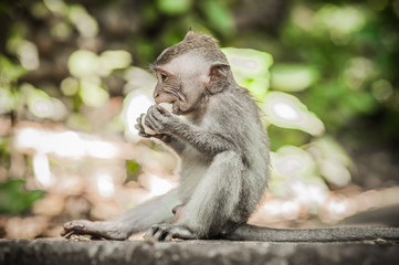 Beautiful view of a baby monkey eating food