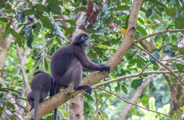 monkey of south east Asia and India