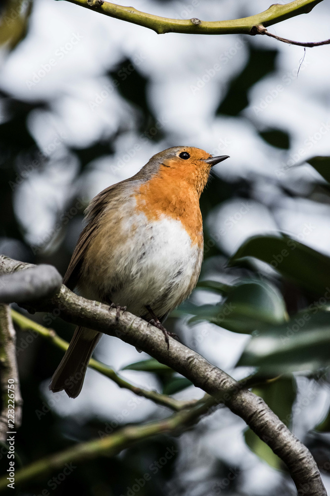 Wall mural Robin