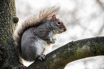 Grey Squirrel