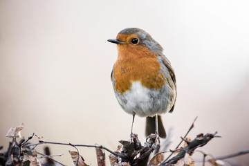 Robin