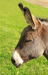 Naklejka na ściany i meble head of a donkey on a pasture