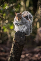 Grey Squirrel