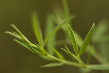 bamboo leaf backgrounf