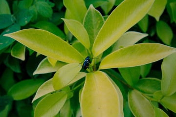 Creative layout made of green leaves. Flat lay. Nature background at phuket thailand
