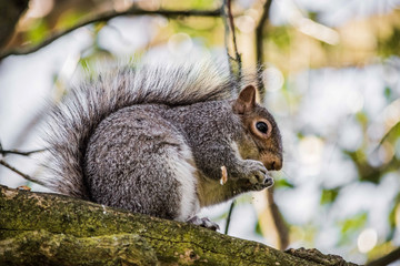 Grey Squirrel