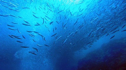 Sardine run in Moalboal