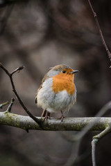 Robin