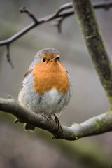 Robin