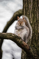 Grey Squirrel