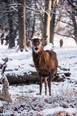 Red Deer