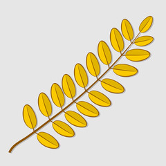 Acacia autumn leaf isolated on a white background. Flat design Vector illustration