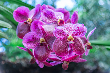 orchid flower in garden.