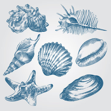 Set of Hand drawn Sea Shells sketch isolated on white background. Collection of realistic various mollusk sea shells different forms  sketch elements vector illustration