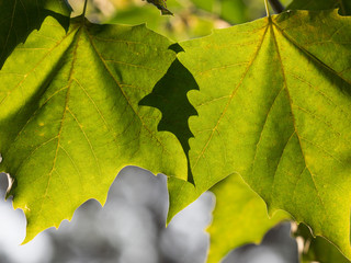 2 Ahornblätter im Gegenlicht mit dunkler Schnittmenge