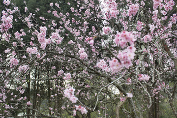 Sakura