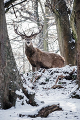 Red Deer