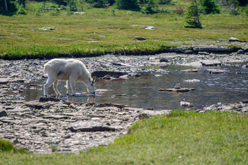 Mountain Goat