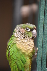 Green cheek conure 
