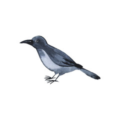 Grey bird or dark raven isolated on white background. Hand drawn watercolor illustration.