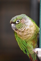 Green cheek conure
