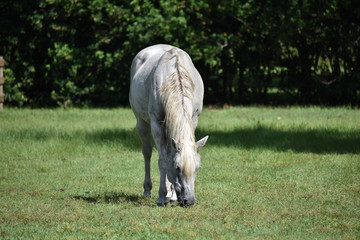 Dapple gray Appaloosa mare grazing
