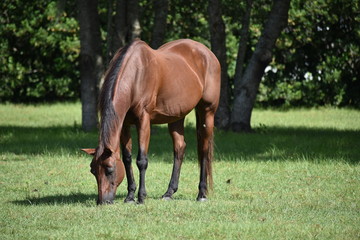 Brown Thoroughbred mare grazing