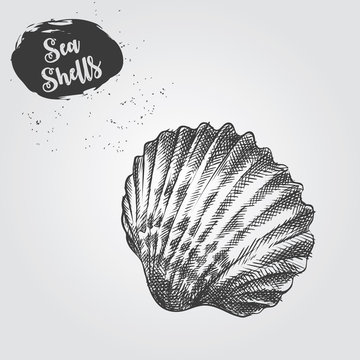 Hand drawn Sea Shell sketch isolated on white background. Realistic sketch of sea shell vector illustration