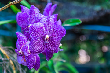 orchid flower in garden.