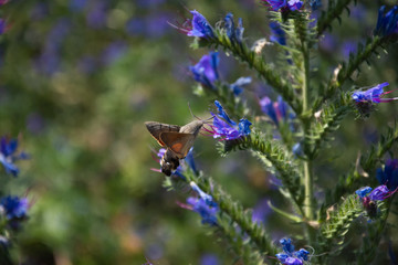 Hawk moth collects pollen from blue
