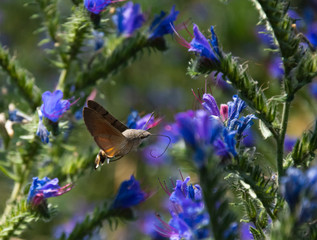 Naklejka premium Hawk moth collects pollen from blue