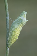 Black Swallowtail Caterpillar Butterfly Chrysalis on Fennel Plant