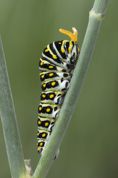 Black Swallowtail Caterpillar with Osmeteria (Stinkhorns) displayed 