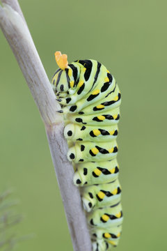 Black Swallowtail Caterpillar with Osmeteria (Stinkhorns) displayed 