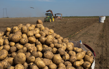 Potato harvest in field
