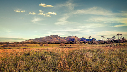 landscape with wheat field and mountains