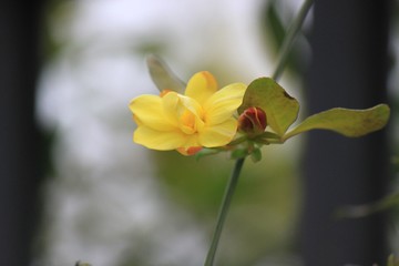 una passeggiata nel bosco